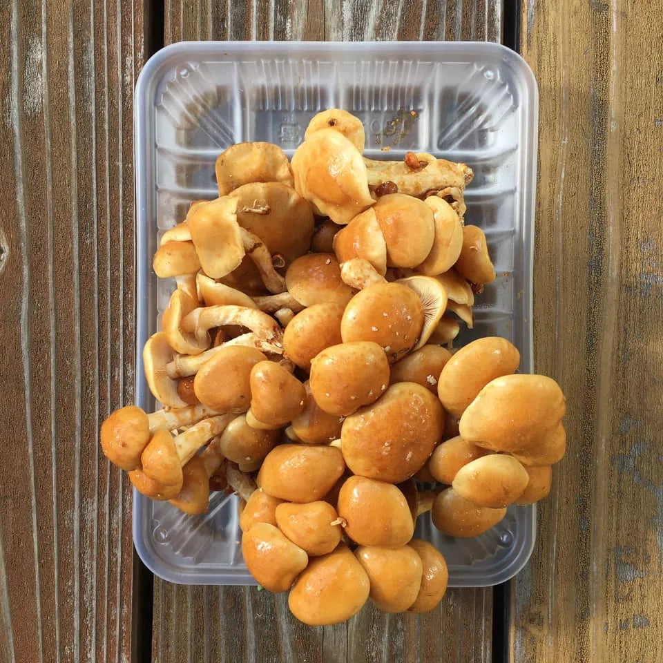 【冬季限定 飛騨牛と冬野菜のすきやきセット】<br>(郡上から冷蔵便直送)<br>*コーヒーとの一括発注はできません