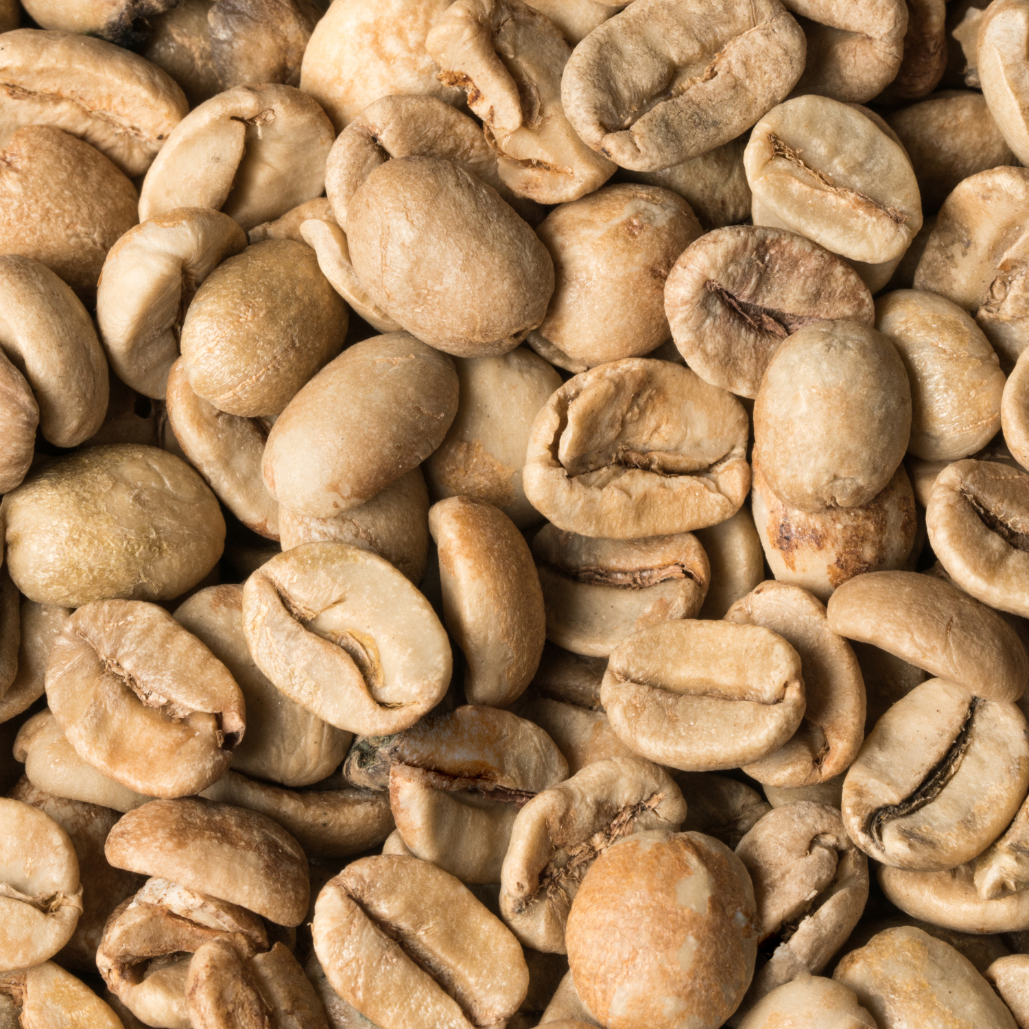 メキシコ・チアパス産無農薬栽培コーヒー生豆