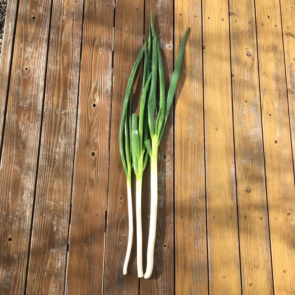 【冬季限定 飛騨牛と冬野菜のすきやきセット】<br>(郡上から冷蔵便直送)<br>*コーヒーとの一括発注はできません