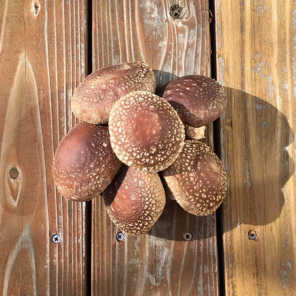 【冬季限定 飛騨牛と冬野菜のすきやきセット】<br>(郡上から冷蔵便直送)<br>*コーヒーとの一括発注はできません