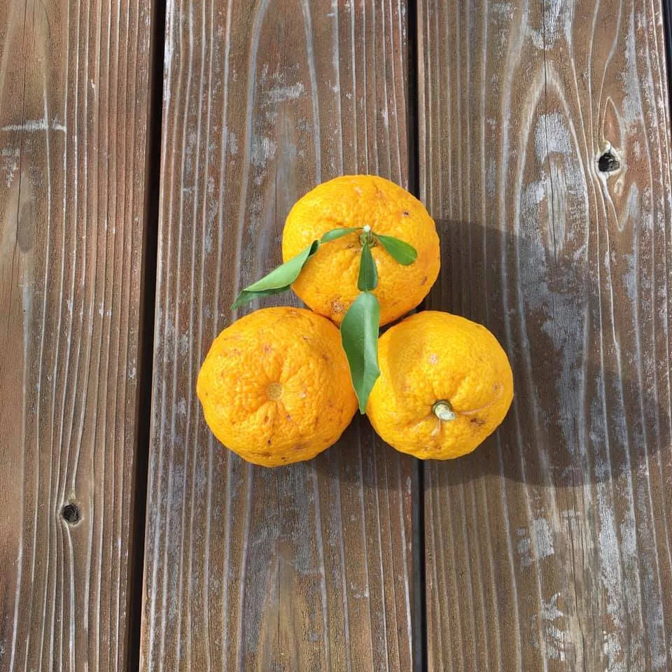 【季節限定　飛騨牛と冬野菜のすきやきセット】<br>(郡上から直送)<br>＊コーヒーとの一括発注はできません